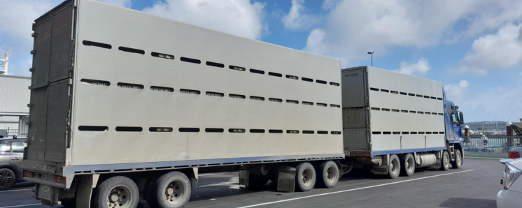 SeaLink ferry Seabridge transporting livestock from Great Mercury Island